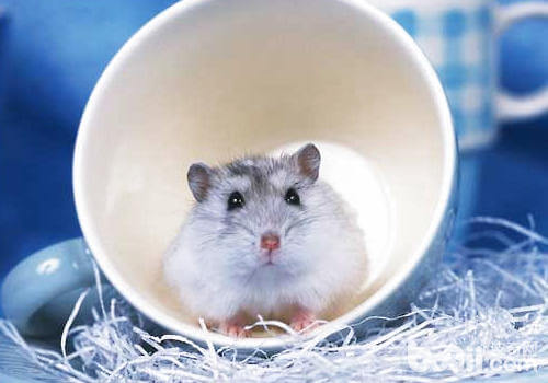 正式确诊为仓鼠是什么意思