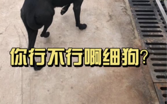 你行不行啊细狗是什么意思