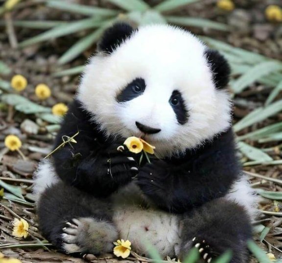 花花为什么叫果赖