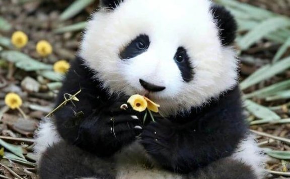 花花为什么叫果赖