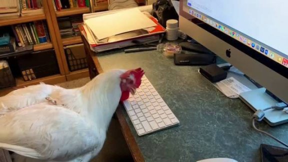 键盘上撒把米鸡都比你会是什么梗？