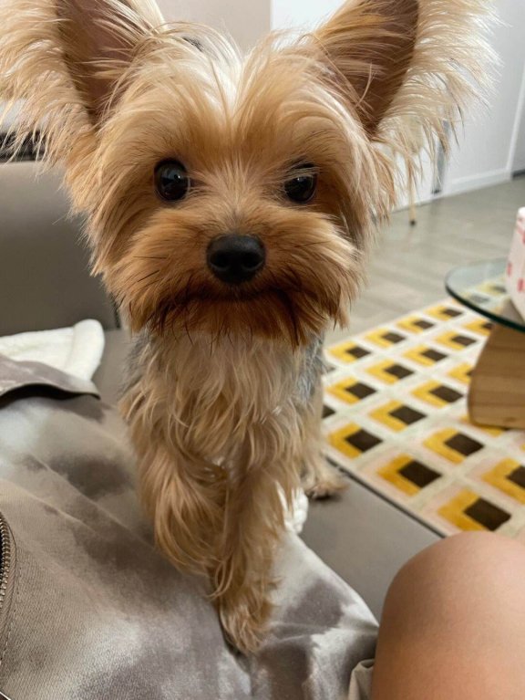 小东西长得真别致是什么意思