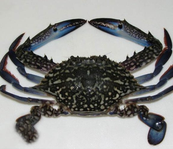 花蟹是什么意思