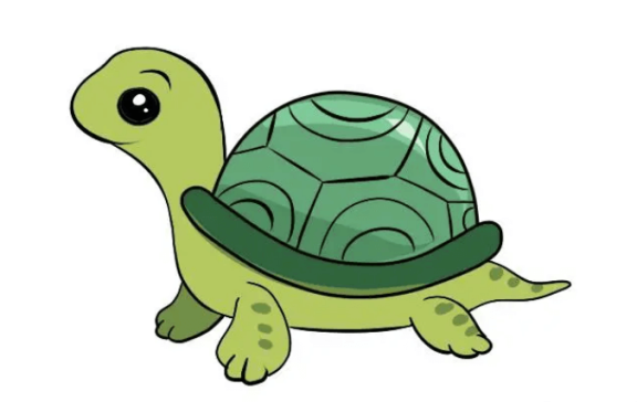 极品双面龟是什么意思