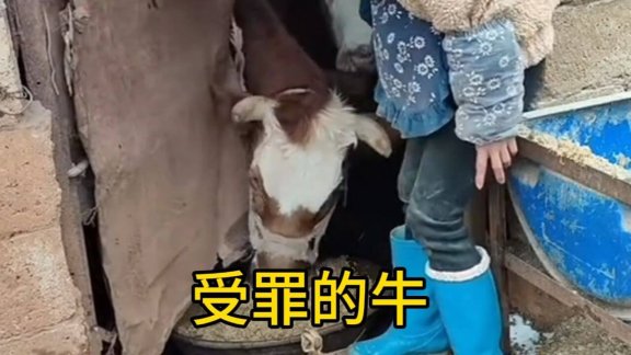 小英家的牛梗是什么意思